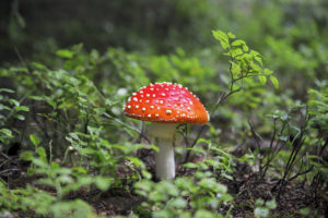 Magic Mushrooms and workplace discrimination